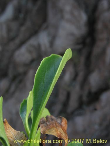 Imágen de Valeriana sp. #1384 (). Haga un clic para aumentar parte de imágen.