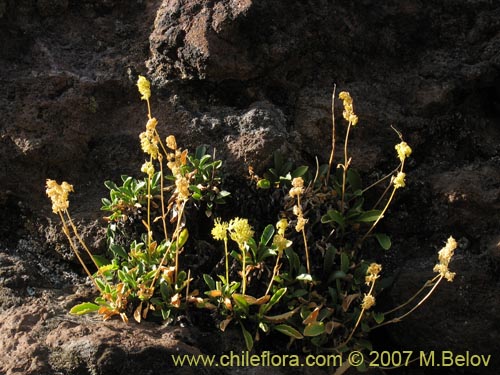 Imágen de Valeriana sp. #1384 (). Haga un clic para aumentar parte de imágen.