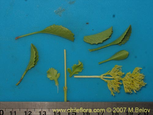 Image of Valeriana sp. #1384 (). Click to enlarge parts of image.