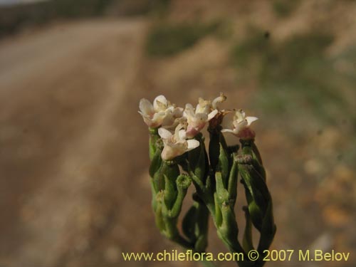 Valeriana sp. #1383的照片