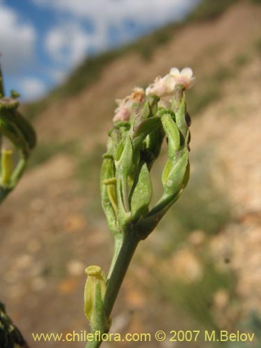 Valeriana sp. #1383的照片