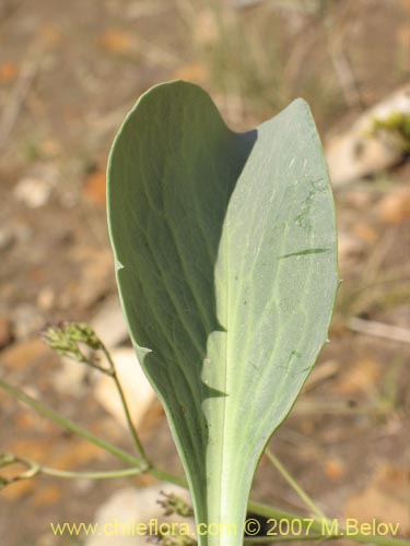 Valeriana sp. #1383的照片