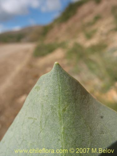 Image of Valeriana sp. #1383 (). Click to enlarge parts of image.