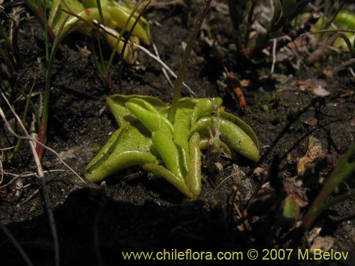 Imágen de Pinguicula chilensis (). Haga un clic para aumentar parte de imágen.