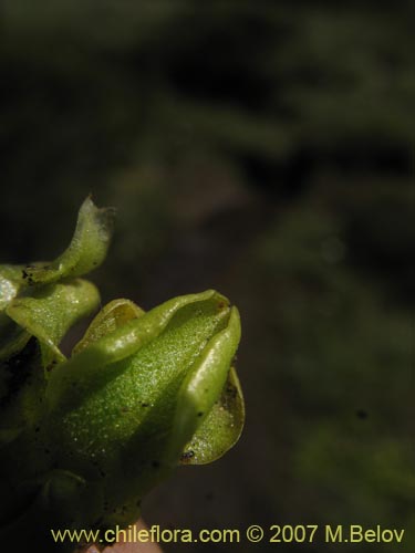 Bild von Pinguicula chilensis (). Klicken Sie, um den Ausschnitt zu vergrössern.