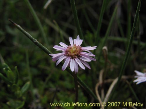Фотография Asteraceae sp. #Z 6407 (). Щелкните, чтобы увеличить вырез.