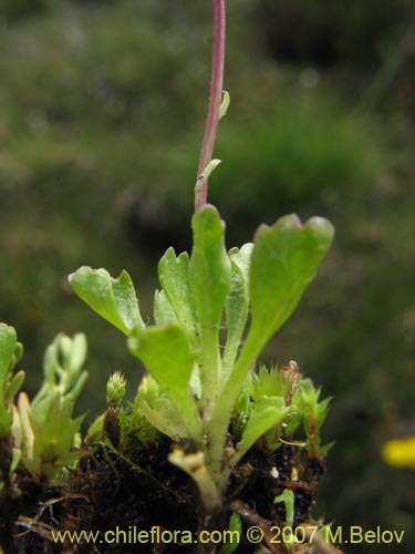 Imágen de Asteraceae sp. #Z 6407 (). Haga un clic para aumentar parte de imágen.