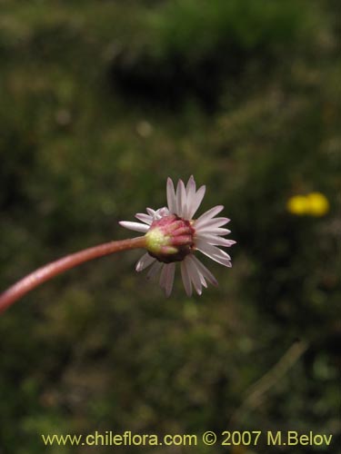 Asteraceae sp. #Z 6407的照片