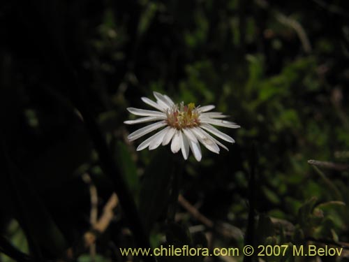 Imágen de Asteraceae sp. #Z 6407 (). Haga un clic para aumentar parte de imágen.