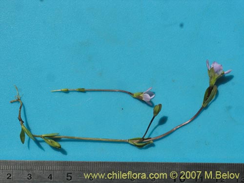 Gentianella magellanica의 사진