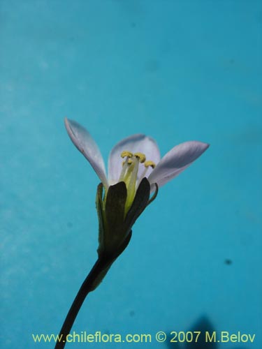 Imágen de Gentianella magellanica (). Haga un clic para aumentar parte de imágen.