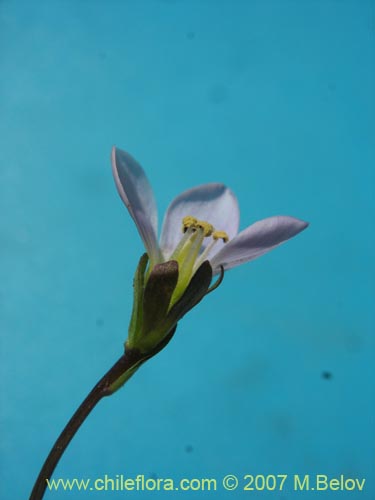 Imágen de Gentianella magellanica (). Haga un clic para aumentar parte de imágen.