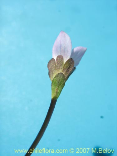 Imágen de Gentianella magellanica (). Haga un clic para aumentar parte de imágen.