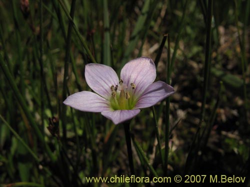 Фотография Gentianella magellanica (). Щелкните, чтобы увеличить вырез.