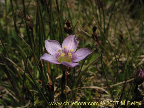 Gentianella magellanicaの写真