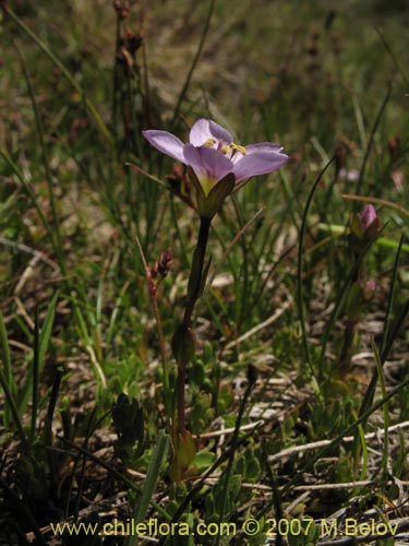 Gentianella magellanica的照片