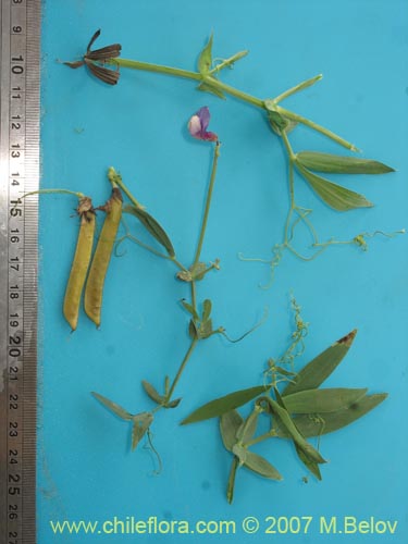 Image of Lathyrus sp.   #2496 (). Click to enlarge parts of image.