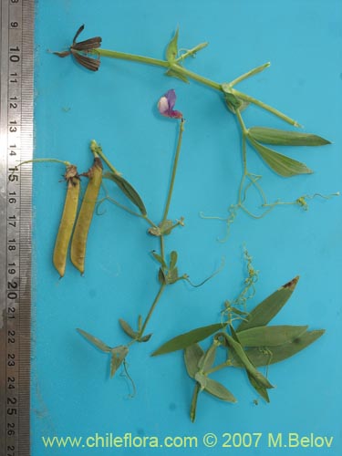 Bild von Lathyrus subandinus (). Klicken Sie, um den Ausschnitt zu vergrössern.