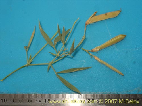 Image of Lathyrus subandinus (). Click to enlarge parts of image.