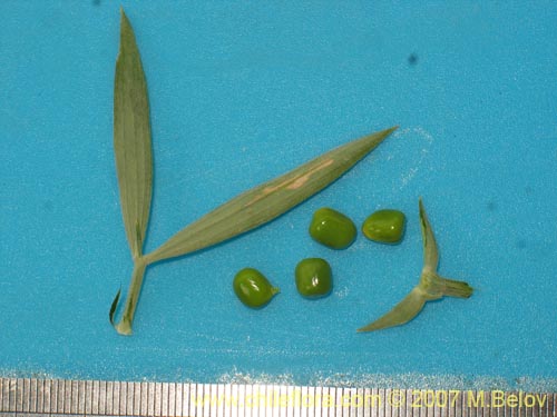 Image of Lathyrus subandinus (). Click to enlarge parts of image.