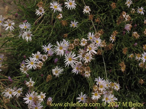 Image of Aster sp. #3092 (). Click to enlarge parts of image.