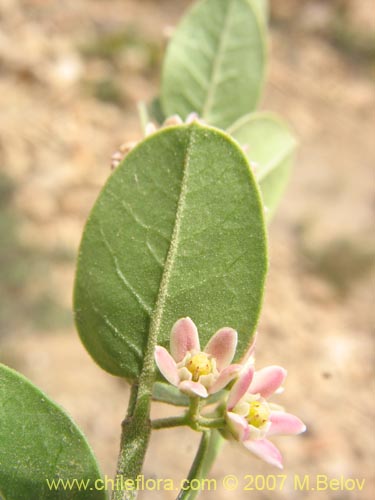 Image of Hydrocotyle chamaemorus (Malva del monte). Click to enlarge parts of image.