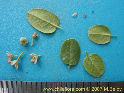 Hydrocotyle chamaemorus의 사진