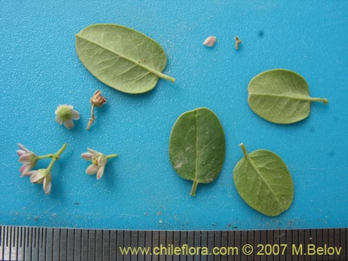 Hydrocotyle chamaemorus的照片