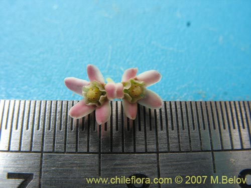 Image of Hydrocotyle chamaemorus (Malva del monte). Click to enlarge parts of image.