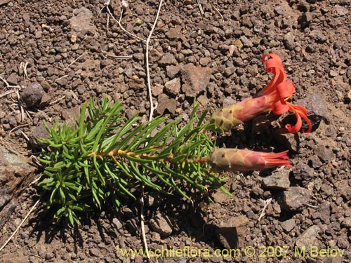 Imágen de Mutisia subulata fma. rosmarinifolia (Hierba del jote / Flor de la granada). Haga un clic para aumentar parte de imágen.