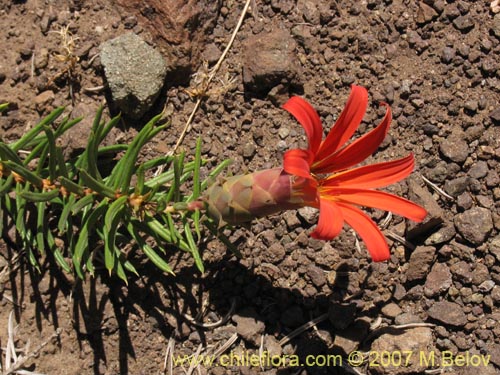 Bild von Mutisia subulata fma. rosmarinifolia (Hierba del jote / Flor de la granada). Klicken Sie, um den Ausschnitt zu vergrössern.