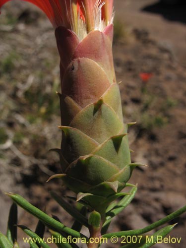 Bild von Mutisia subulata fma. rosmarinifolia (Hierba del jote / Flor de la granada). Klicken Sie, um den Ausschnitt zu vergrössern.