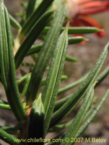 Bild von Mutisia subulata fma. rosmarinifolia (Hierba del jote / Flor de la granada). Klicken Sie, um den Ausschnitt zu vergrössern.