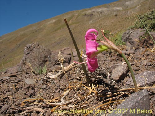 Imágen de Rhodophiala rhodolirion (Añañuca de cordillera). Haga un clic para aumentar parte de imágen.