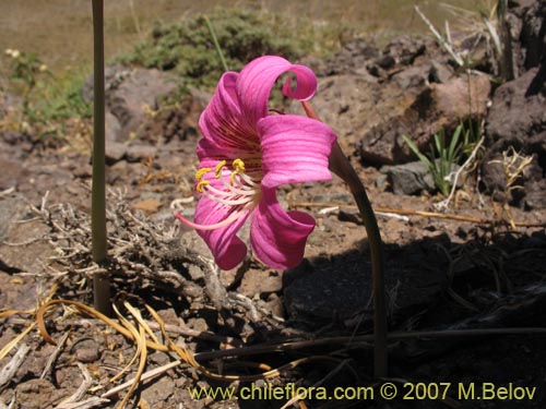 Imágen de Rhodophiala rhodolirion (Añañuca de cordillera). Haga un clic para aumentar parte de imágen.