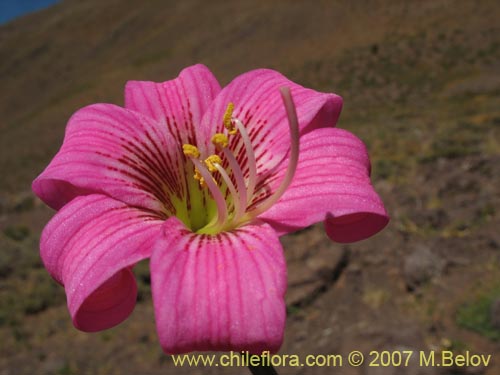 Bild von Rhodophiala rhodolirion (Añañuca de cordillera). Klicken Sie, um den Ausschnitt zu vergrössern.