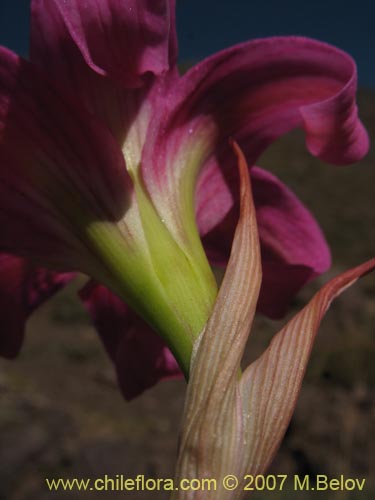 Bild von Rhodophiala rhodolirion (Añañuca de cordillera). Klicken Sie, um den Ausschnitt zu vergrössern.