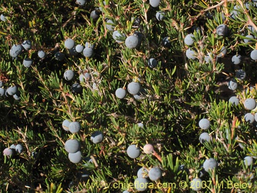 Imágen de Berberis empetrifolia (Uva de la cordillera / Palo amarillo). Haga un clic para aumentar parte de imágen.