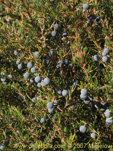 Image of Berberis empetrifolia (Uva de la cordillera / Palo amarillo). Click to enlarge parts of image.