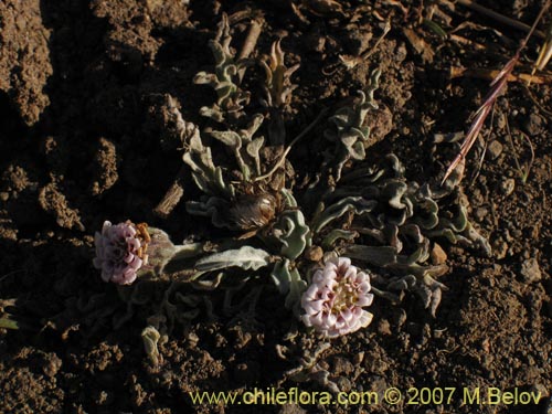 Image of Leucheria candidissima (). Click to enlarge parts of image.