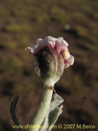 Image of Leucheria candidissima (). Click to enlarge parts of image.