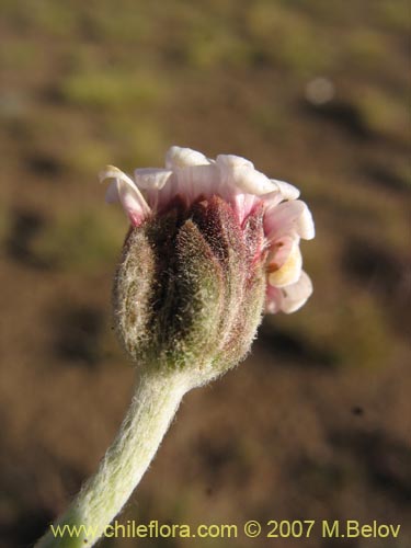 Leucheria candidissima의 사진