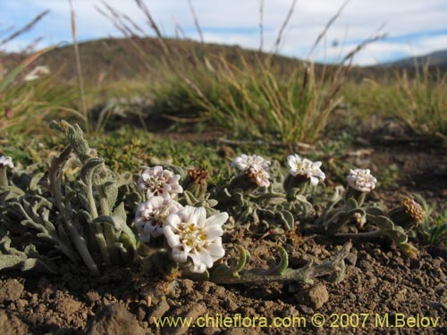 Image of Leucheria candidissima (). Click to enlarge parts of image.