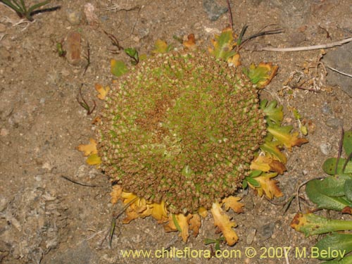 Bild von Nastanthus agglomeratus (Coliflor del cerro). Klicken Sie, um den Ausschnitt zu vergrössern.