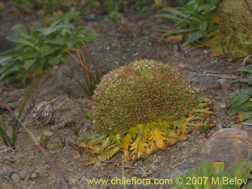 Фотография Nastanthus agglomeratus (Coliflor del cerro). Щелкните, чтобы увеличить вырез.