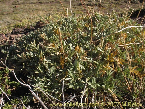 Image of Acaena splendens (Abrojo / Cadillo / Choncli / Amor seco / Cepacaballo). Click to enlarge parts of image.