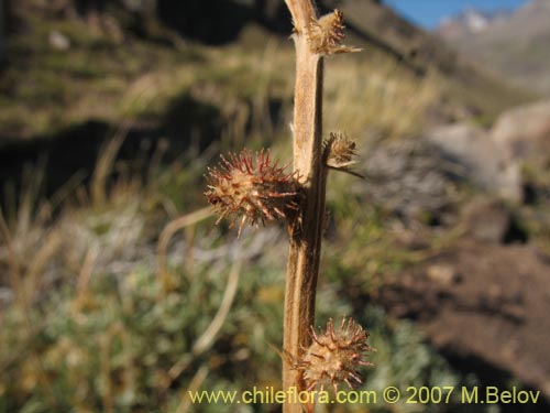 Image of Acaena splendens (Abrojo / Cadillo / Choncli / Amor seco / Cepacaballo). Click to enlarge parts of image.