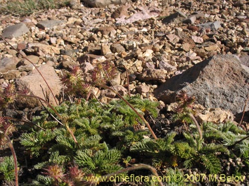 Bild von Acaena leptacantha (Pimpinela). Klicken Sie, um den Ausschnitt zu vergrössern.