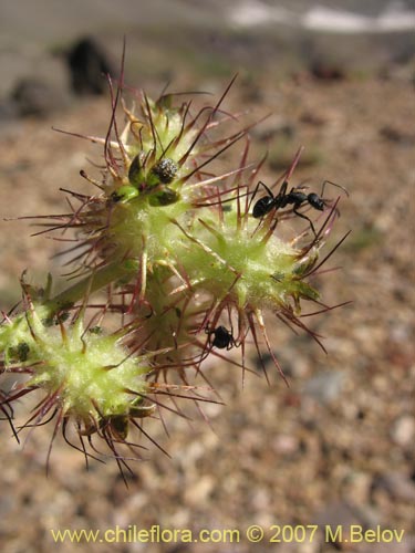 Bild von Acaena leptacantha (Pimpinela). Klicken Sie, um den Ausschnitt zu vergrössern.