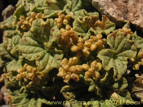 Bild von Dioscorea volckmannii (Jabón del monte). Klicken Sie, um den Ausschnitt zu vergrössern.